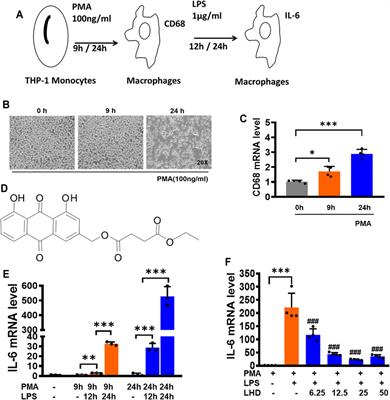 Ethyl 2-Succinate-Anthraquinone Attenuates Inflammatory Response and Oxidative Stress via Regulating NLRP3 Signaling Pathway